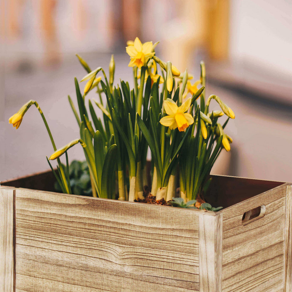 Set di 4 cassette in legno roxane