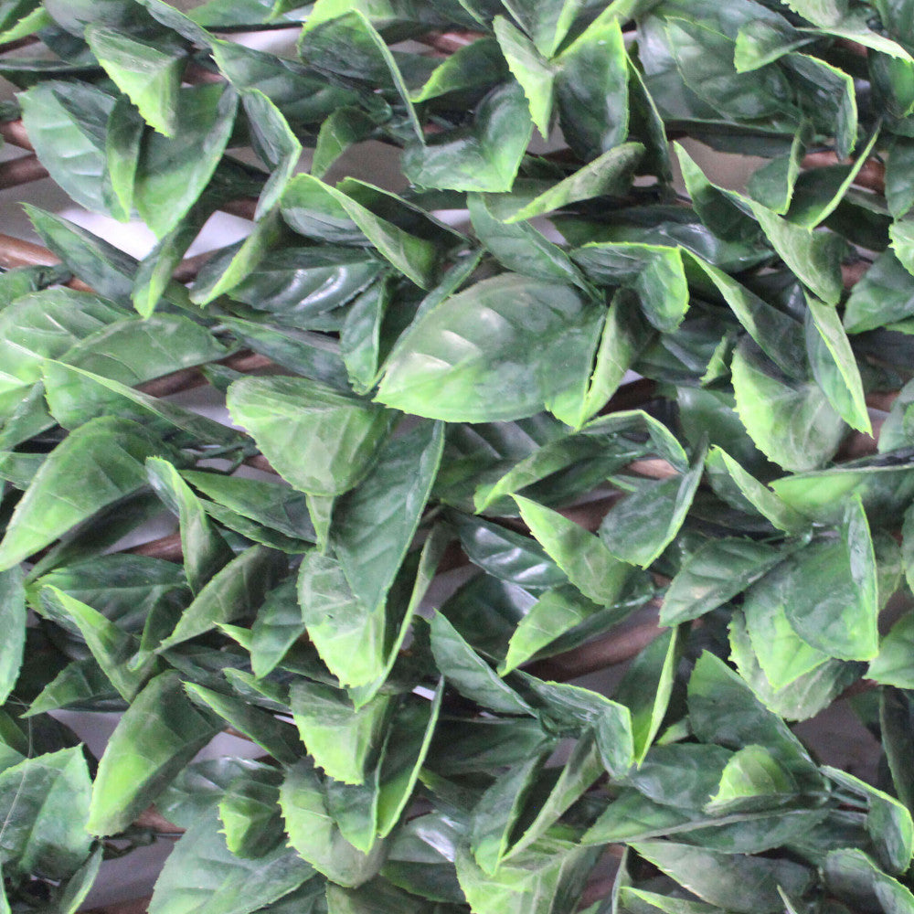 Siepe sintetica pitosforo